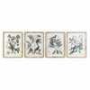 Quadro DKD Home Decor 50 x 2,5 x 65 cm Shabby Chic Piante botaniche (4 Pezzi)